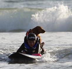 surf dog wins pet hero award