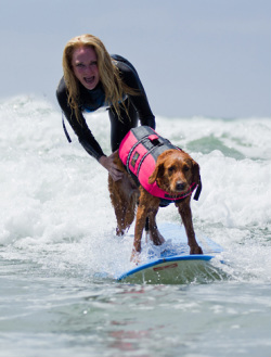 surf dog adaptive surfer