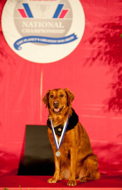 Surf dog AKC awards