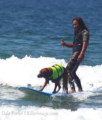 dog surfing 2