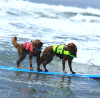 dog surfing is fun