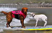 dog surfing with goat