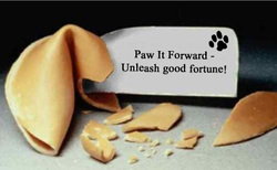 surf dog paw it forward campaign