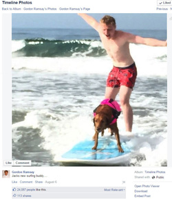Gordon Ramsey Surf Dog