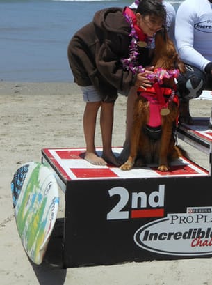 dog surfing and competition