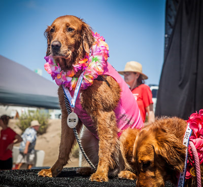 surf dogs competition winner