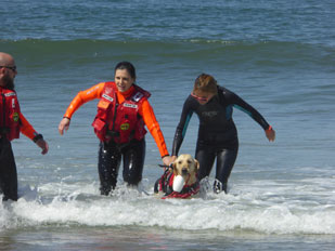 water rescue dog 11