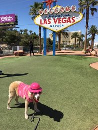 Service dog in Vegas