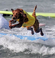 surfing dogs jumping off boards