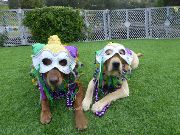 Hilarious dog costumes
