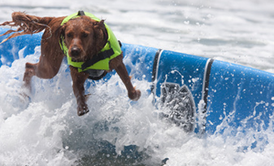surfing dogs training tips