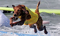 Surf dogs
