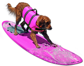 Surf dogs competition