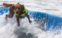 Surf dog wipes out