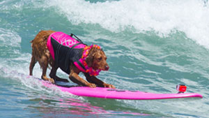 Surf dog surf a thon