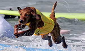 Surf dogs in contests