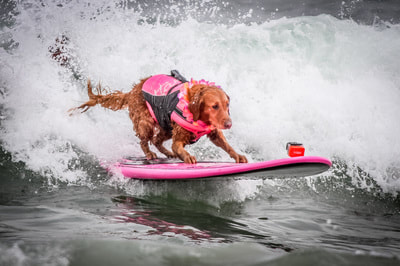 Surf dog Ricochet surfs