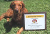 therapy dog wins Morris award