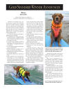 surf dog wins golden retriever award