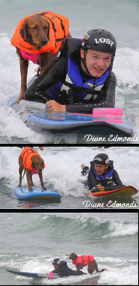 surf dogs in the news