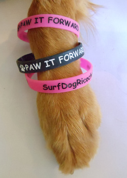 surf dog paw it forward wristband