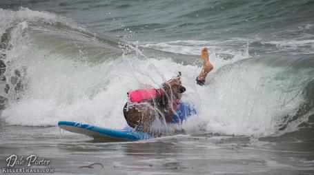 Surf dog competition