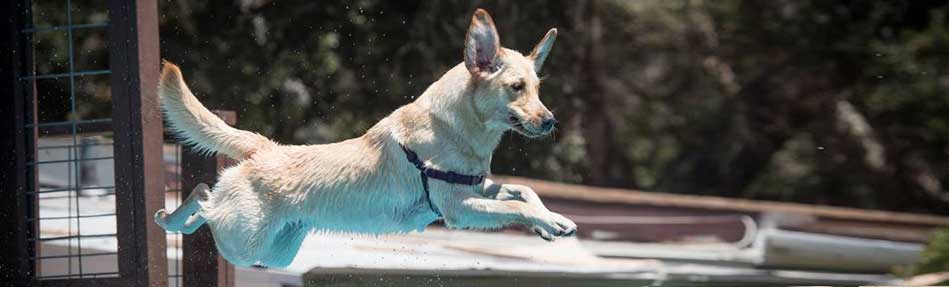 dock jumping dog