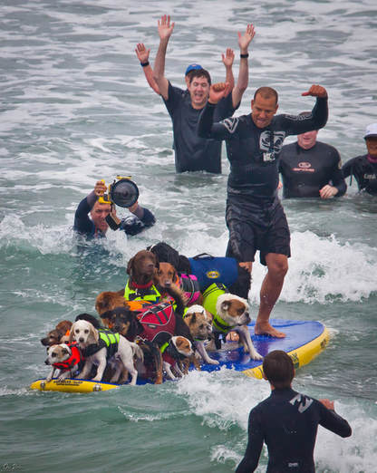Dog surfing with man