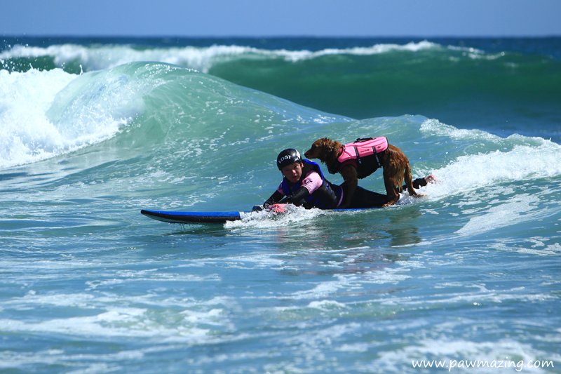 A little history - Surfing dogs