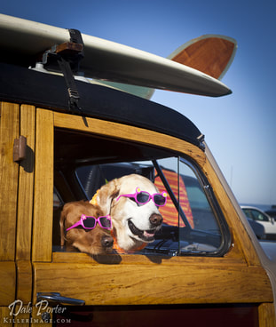 surfing dogs in glasses
