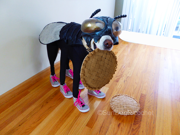 Dog halloween costumes