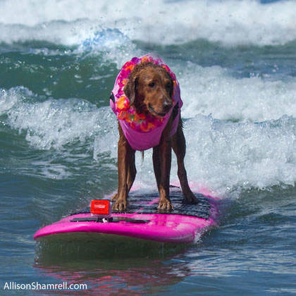 Surf Dog Ricochet - Surfing dogs & dog surfing competition
