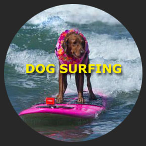 Surfing dogs Ricochet 1
