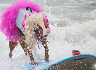 Surfing pig on board
