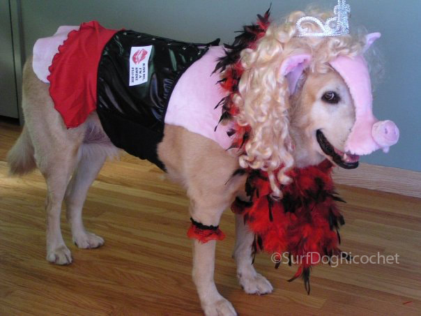 DIY dog costumes