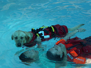 water rescue dog 6
